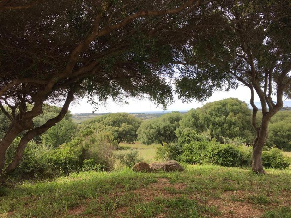 אגליאנטו Agriturismo Gli Olivastri, Appartamento La Rosa Dei Venti Con Piscina E Solarium , Vista Mare ,Climatizzatore ,Wifi מראה חיצוני תמונה